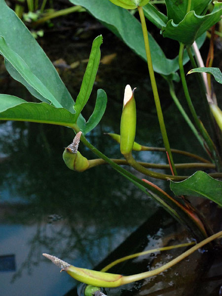 Anubias hastifolia