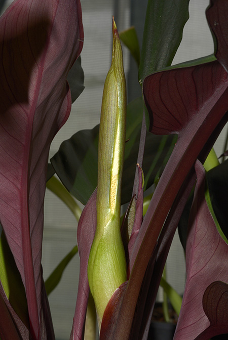 Apoballis acuminatissima