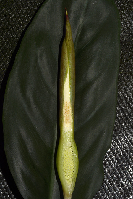Apoballis acuminatissima