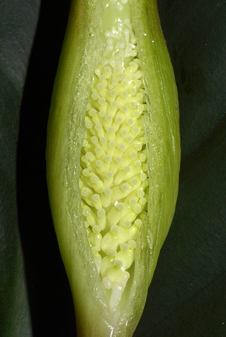 Apoballis acuminatissima