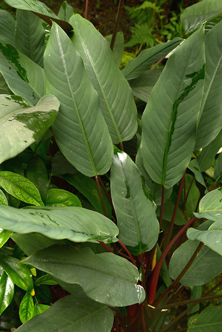 Apoballis acuminatissima