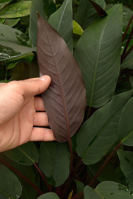 Apoballis acuminatissima