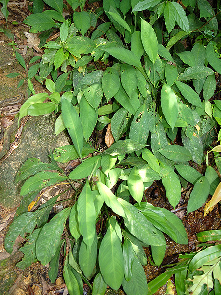 Apoballis brevipes