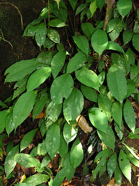 Apoballis brevipes