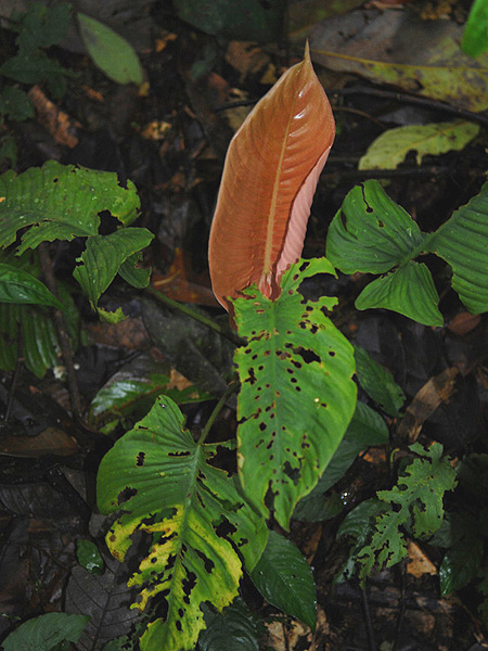 Apoballis mutata