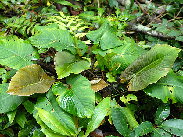 Apoballis mutata