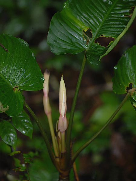 Apoballis mutata