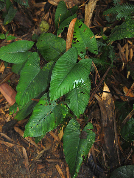 Apoballis mutata