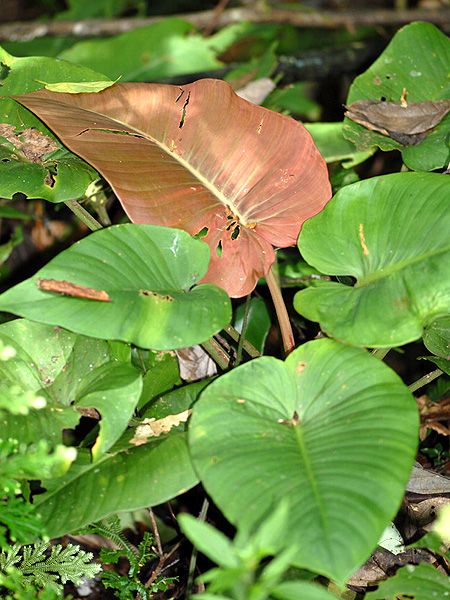 Apoballis mutata