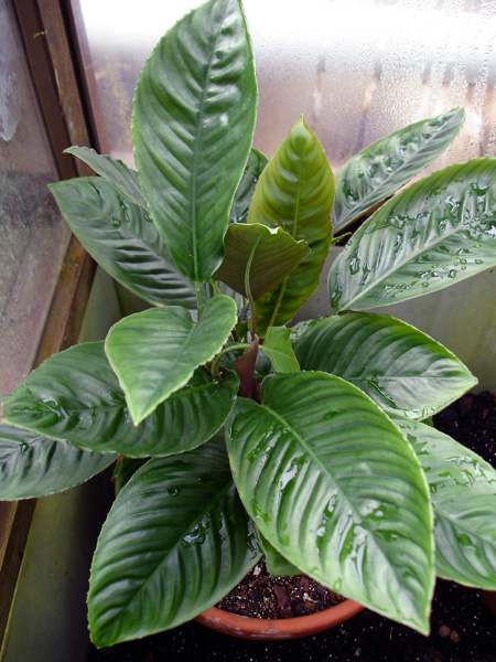 Apoballis ovata