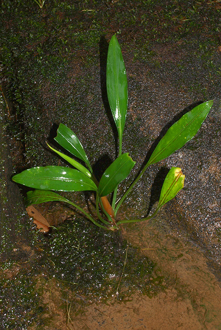 Aridarum incavatum
