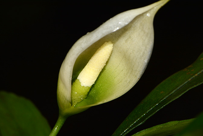 Aridarum incavatum