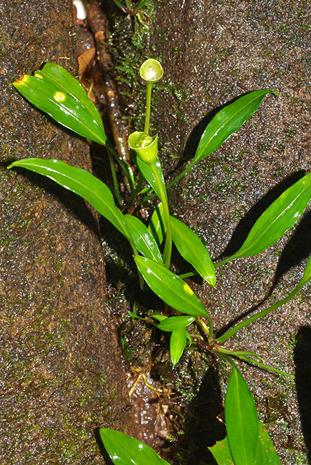 Aridarum incavatum