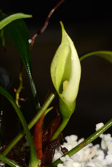Aridarum incavatum
