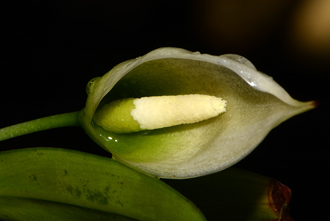 Aridarum incavatum