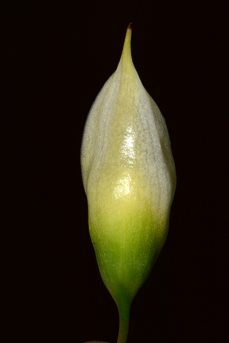Aridarum incavatum