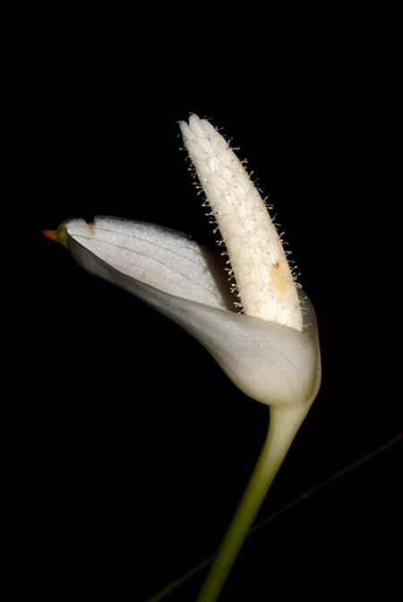 Aridarum montanum