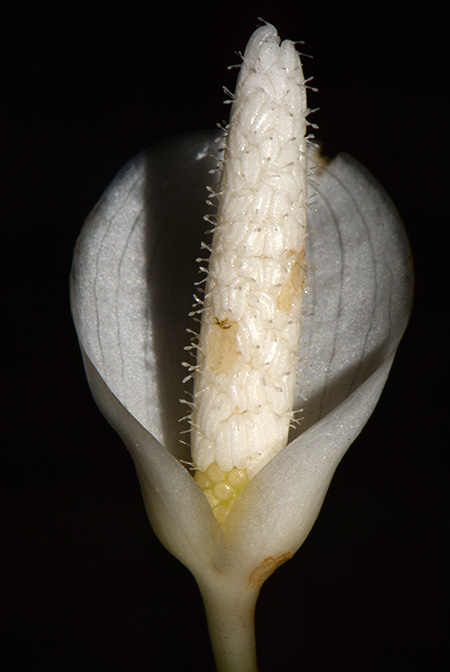 Aridarum montanum