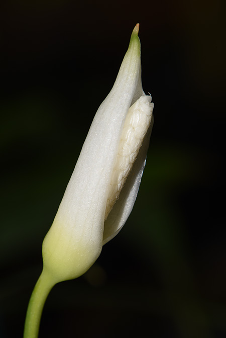 Aridarum montanum
