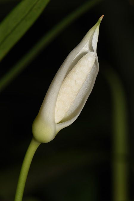Aridarum montanum