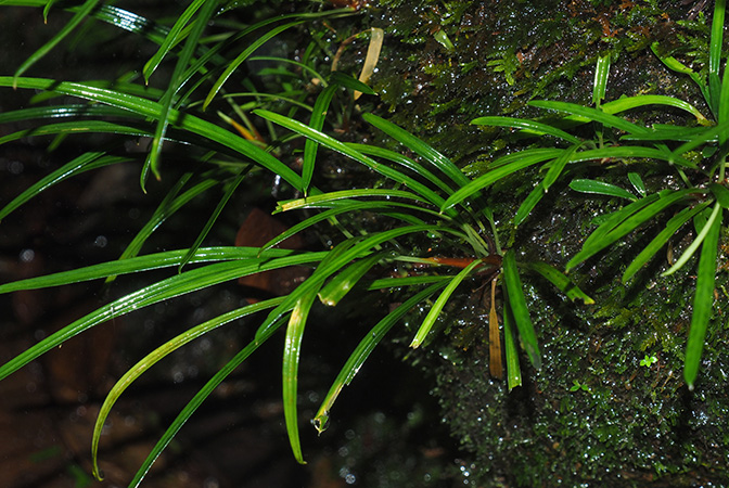 Aridarum montanum