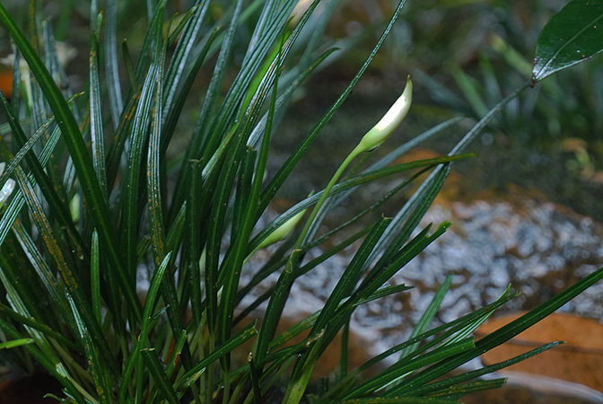 Aridarum montanum