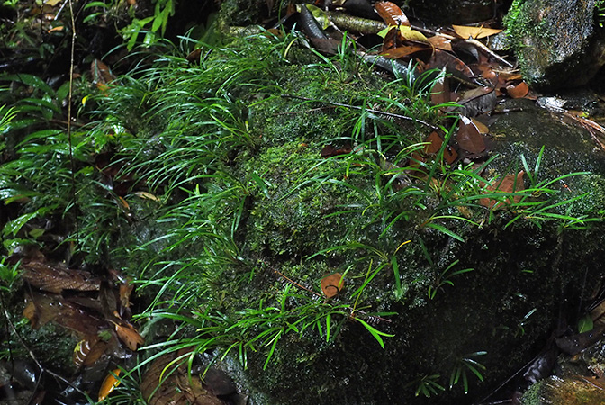 Aridarum montanum