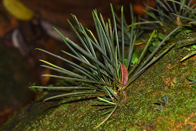 Aridarum montanum