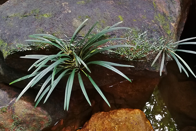 Aridarum montanum