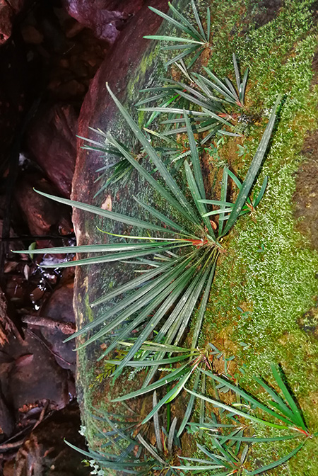 Aridarum montanum
