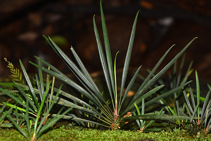 Aridarum montanum