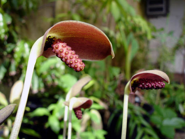 Ariopsis protanthera