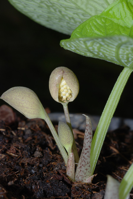 Ariopsis protanthera