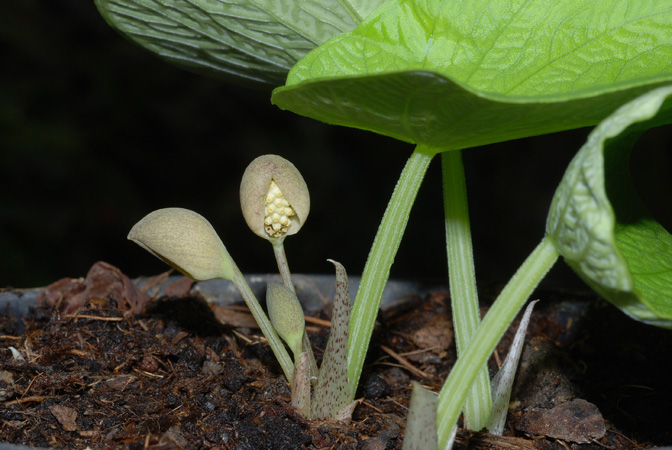 Ariopsis protanthera