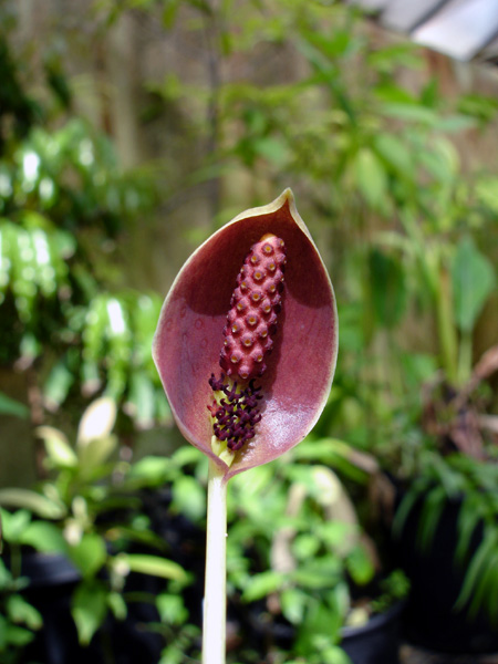 Ariopsis protanthera
