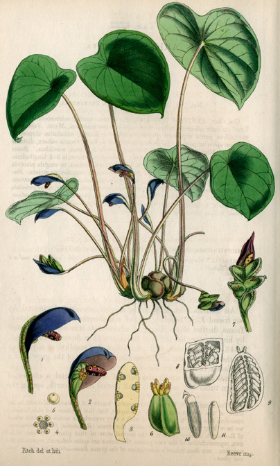 Ariopsis protanthera