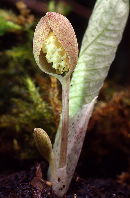 Ariopsis protanthera