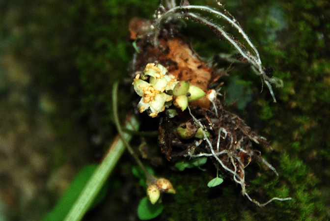 Ariopsis protanthera