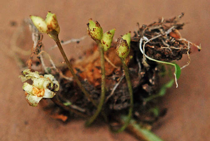 Ariopsis protanthera