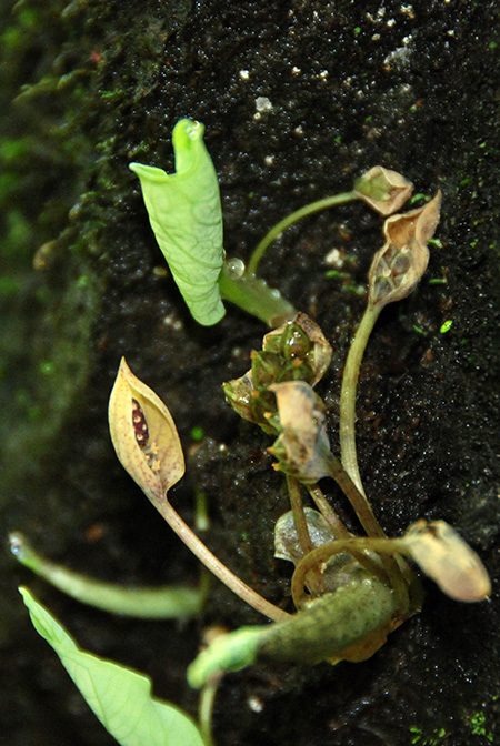 Ariopsis protanthera