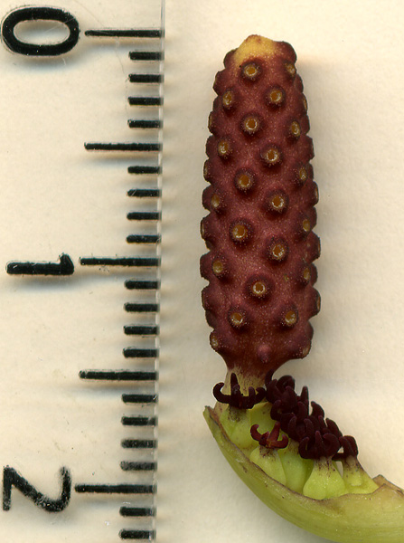 Ariopsis protanthera