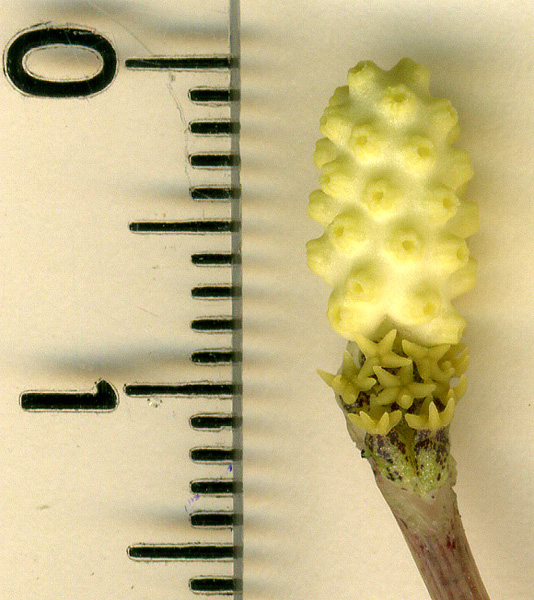 Ariopsis protanthera