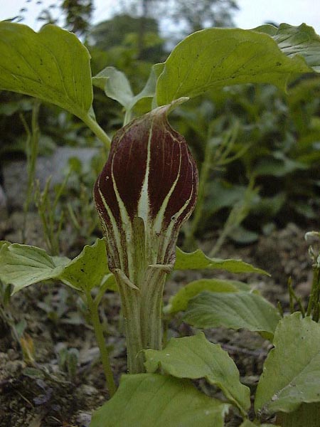 Arisaema amurense