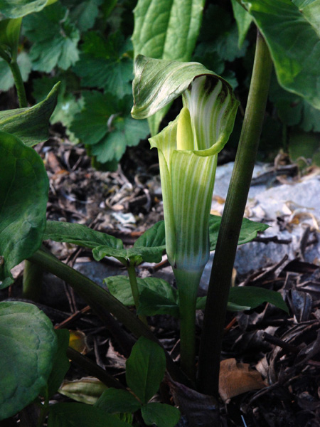 Arisaema amurense