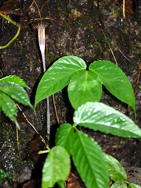 Arisaema anomalum