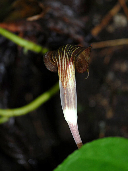 Arisaema anomalum
