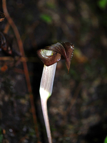 Arisaema anomalum