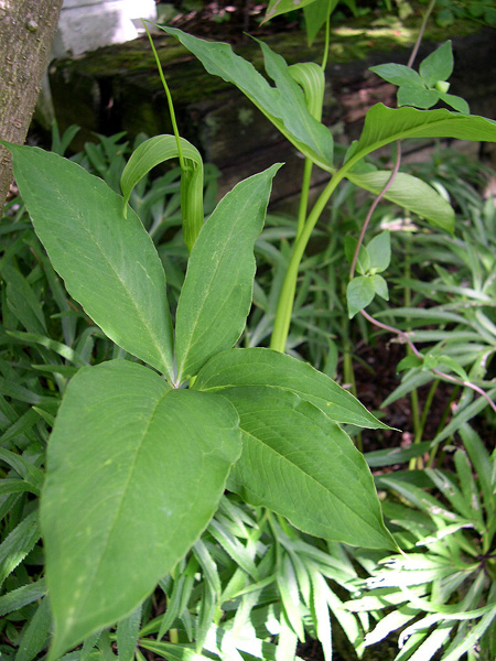Arisaema aridum