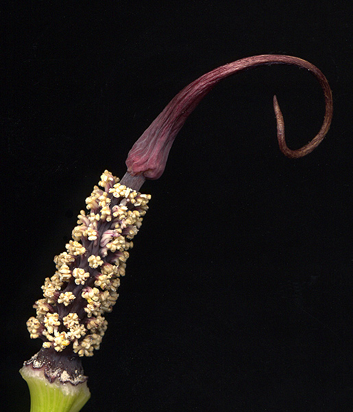 Arisaema asperatum