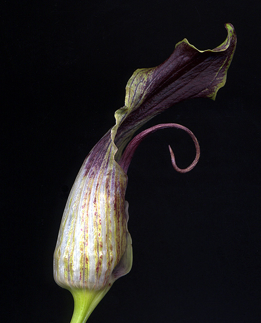 Arisaema asperatum